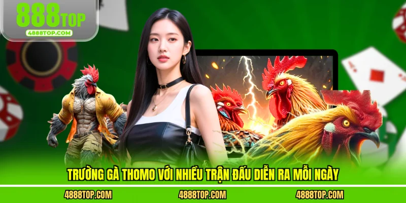 Trường gà Thomo với nhiều trận đấu diễn ra mỗi ngày