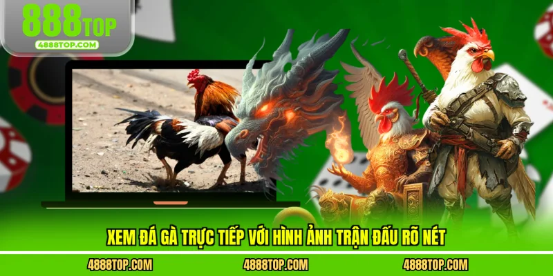 Xem đá gà trực tiếp với hình ảnh trận đấu rõ nét